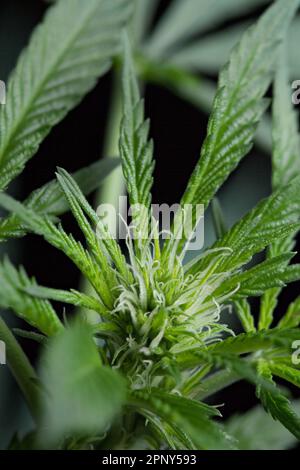 Photo macro de plante de marijuana trichhome. DOF peu profond. Scène sombre. Banque D'Images