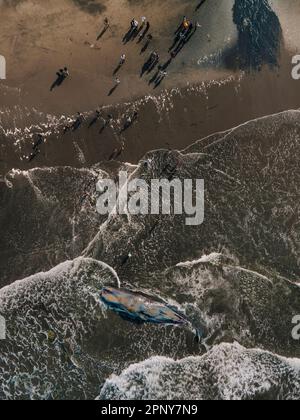 Cachalot mort en état de putréfaction sur la plage Banque D'Images