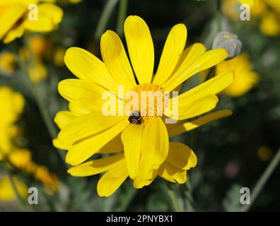 Euryops pectinatus Banque D'Images