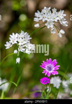 Gros plan sur une fleur sauvage d'anémone à feuilles larges - Anemone hortensis - avec ail napolitain - Allium neapolitanum en arrière-plan Banque D'Images