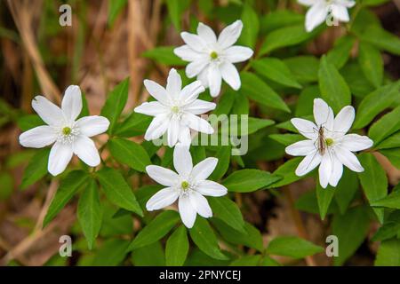 Anemone de bois - anemone nemorosa - fleurs en fleur avec un petit insecte assis sur la fleur Banque D'Images