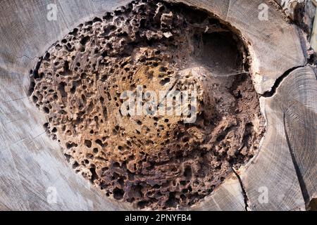 Vous pouvez trouver la beauté abstraite ou des formes intéressantes juste au sujet de n'importe où, si vous regardez juste assez dur. Ces formes agréables et le bois blanchi sont un cl Banque D'Images