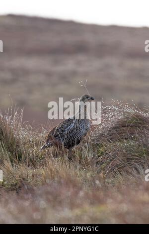 Groupe noir (Lyrurus tetrix) femelle Langdon Beck Co Durham UK GB avril 2023 Banque D'Images