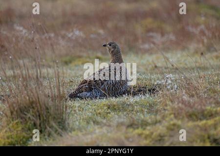 Groupe noir (Lyrurus tetrix) femelle Langdon Beck Co Durham UK GB avril 2023 Banque D'Images