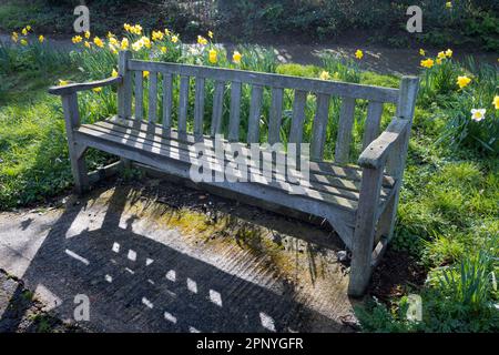 Banc de parc accueillant avec des jonquilles, situé juste à côté du pont de chemin de fer qui sépare Upper Radley Village - où je vis - de Lower Radley, localiser Banque D'Images