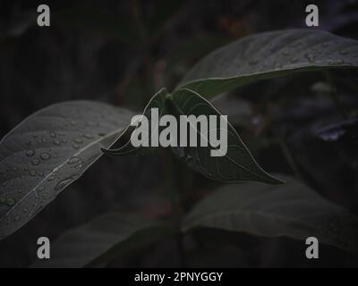 Gros plan sélectif de la tête de la plante avec la feuille émergeante du bourgeon de la feuille, vert moody. Banque D'Images