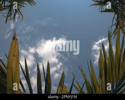 Ciel à travers les feuilles de la plante de noix d'Areca, Résumé. Banque D'Images