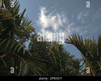 Ciel à travers les feuilles de la plante de noix d'Areca, Résumé. Banque D'Images