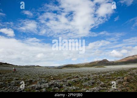 Parc national des monts Bale, Sanetti Pleateau, prairies afro-alpines Banque D'Images