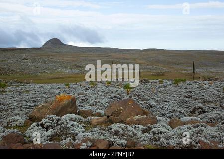 Parc national des monts Bale, Sanetti Pleateau, prairies afro-alpines Banque D'Images