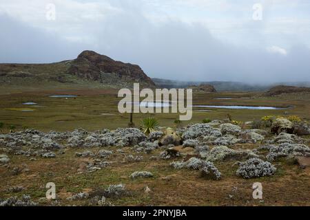 Parc national des monts Bale, Sanetti Pleateau, prairies afro-alpines Banque D'Images