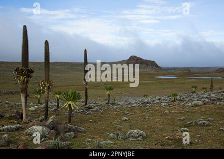 Parc national des monts Bale, Sanetti Pleateau, prairies afro-alpines Banque D'Images