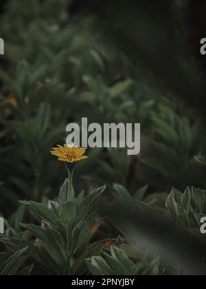 Gros plan d'une fleur jaune émergeant des feuilles, Focus sélectif, Résumé. Banque D'Images