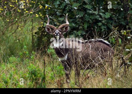 Mâle montagne nyala (Tragelaphus buxtoni) ou Balbok Banque D'Images