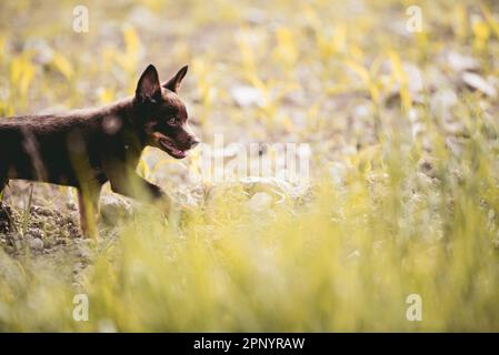 chiot kelpie australien brun marchant dans un champ de céréales, curieux chiot est allé explorer Banque D'Images