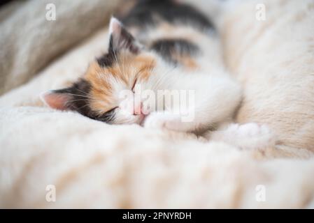 très mignon chaton rouge avec les yeux bleus marchant sur l'herbe verte de printemps pleine de pâquerettes et de pissenlits, curieux chaton de printemps explorant le jardin Banque D'Images
