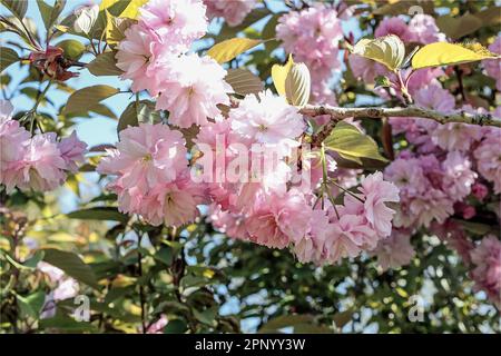 Une fleur de cerisier à double fleur en gros plan, une illustration photo pastel Banque D'Images