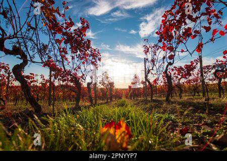 Vue à angle bas des rangées de vignobles avec des feuilles rouges changeantes en automne, campagne traditionnelle et paysages de la belle Rhin Hesse, Allemagne contre b Banque D'Images