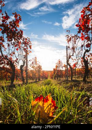 Vue à angle bas des rangées de vignobles avec des feuilles rouges changeantes en automne, campagne traditionnelle et paysages de la belle Rhin Hesse, Allemagne contre b Banque D'Images