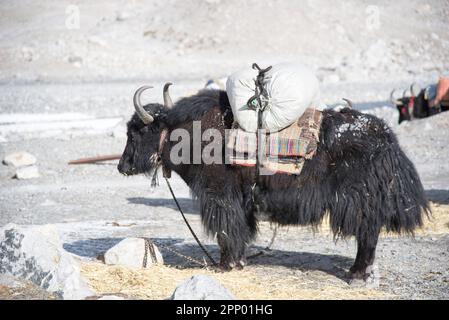 Un yak se tient dans un paysage rocheux avec un sac de selle et une selle sur son dos Banque D'Images