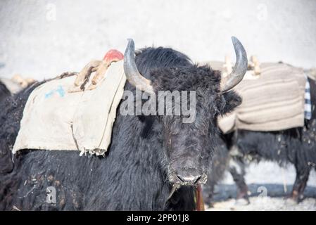 Un yak se tient dans un paysage rocheux avec un sac de selle et une selle sur son dos Banque D'Images