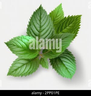 Feuilles de menthe fraîche avec ombre isolée sur fond blanc Banque D'Images