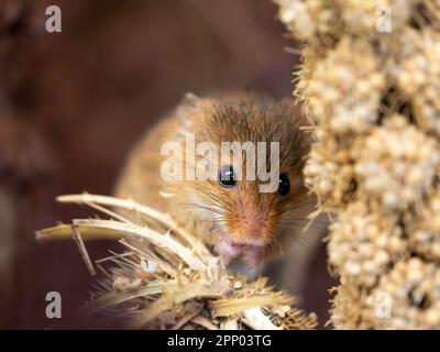 Alimentation de la souris de récolte captive Banque D'Images