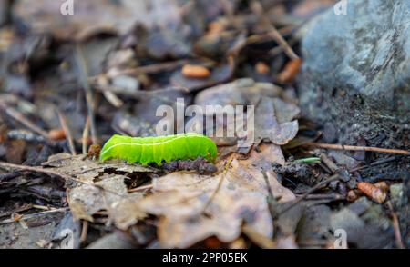 Le mois du cuivre sous-aile Caterpillar sur le sol dans la forêt Banque D'Images