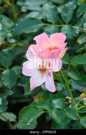 Rosa Cheweyesup, rose pour vos yeux seulement, rose arbuste compact, fleurs simples, riches roses, tache rouge à la base Banque D'Images