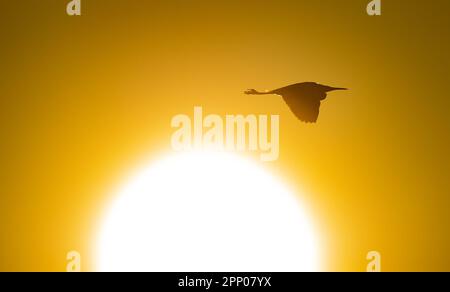 Arnside, Milnthorpe, Cumbria, Royaume-Uni. 20th avril 2023. Un peu d'aigrette au coucher du soleil, Arnside, Milnthorpe, Cumbria, Royaume-Uni crédit: John Eveson/Alamy Live News Banque D'Images