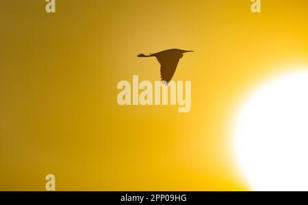 Arnside, Milnthorpe, Cumbria, Royaume-Uni. 20th avril 2023. Un peu d'aigrette au coucher du soleil, Arnside, Milnthorpe, Cumbria, Royaume-Uni crédit: John Eveson/Alamy Live News Banque D'Images