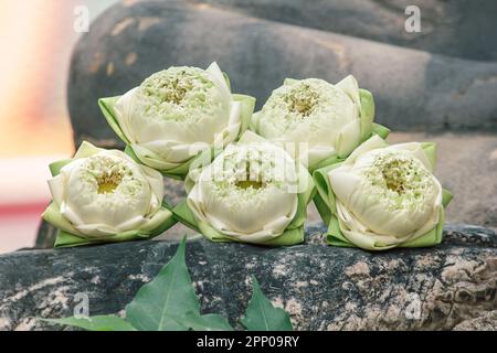 La fleur de lotus est placée pour le culte. Banque D'Images