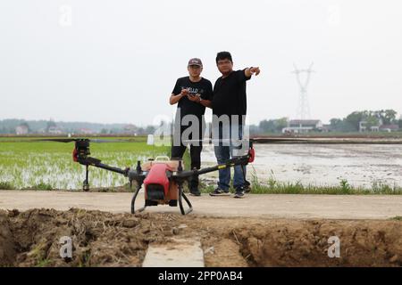 Yiyang, province chinoise du Hunan. 21st avril 2023. Les membres du personnel ont établi un moyen pour un drone de pulvériser des pesticides au-dessus d'un champ dans le village de Zhongtang, dans le district de Heshan, à Yiyang, dans la province du Hunan, au centre de la Chine, sur 21 avril 2023. Les machines Agricultural telles que le transplantoir à riz, le motoculteur rotatif et les drones ont contribué à rationaliser le labour à ressort ici. Credit: Xue Yuge/Xinhua/Alay Live News Banque D'Images