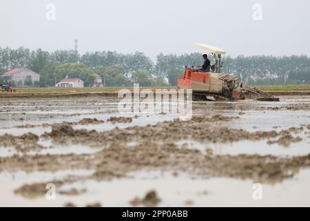 Yiyang, province chinoise du Hunan. 21st avril 2023. Un agriculteur qui conduit une machine travaille dans un champ du village de Zhongtang, dans le district de Heshan, à Yiyang, dans la province du Hunan, au centre de la Chine, sur 21 avril 2023. Les machines Agricultural telles que le transplantoir à riz, le motoculteur rotatif et les drones ont contribué à rationaliser le labour à ressort ici. Credit: Xue Yuge/Xinhua/Alay Live News Banque D'Images