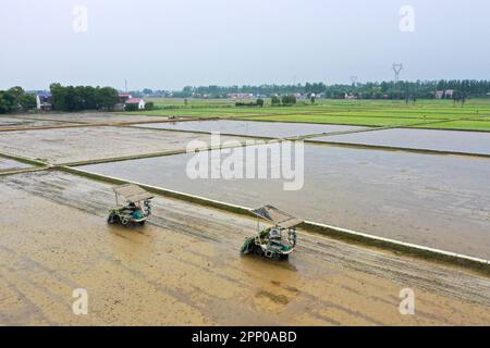 Yiyang. 21st avril 2023. Cette photo aérienne prise sur 21 avril 2023 montre des agriculteurs qui conduisent des transplanteurs de riz pour la transplantation de semis de riz dans le village de Zhongtang, dans le district de Heshan, à Yiyang, dans la province de Hunan, en Chine centrale. Les machines Agricultural telles que le transplantoir à riz, le motoculteur rotatif et les drones ont contribué à rationaliser le labour à ressort ici. Credit: Xue Yuge/Xinhua/Alay Live News Banque D'Images