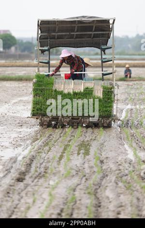 Yiyang, province chinoise du Hunan. 21st avril 2023. Les agriculteurs conduisent un transplanteur de riz pour transplanter des semis de riz dans le village de Zhongtang, dans le district de Heshan, à Yiyang, dans la province du Hunan, au centre de la Chine, sur le 21 avril 2023. Les machines Agricultural telles que le transplantoir à riz, le motoculteur rotatif et les drones ont contribué à rationaliser le labour à ressort ici. Credit: Xue Yuge/Xinhua/Alay Live News Banque D'Images