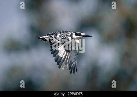 Un kingfisher à pied survole le feuillage avec une lumière de chat Banque D'Images