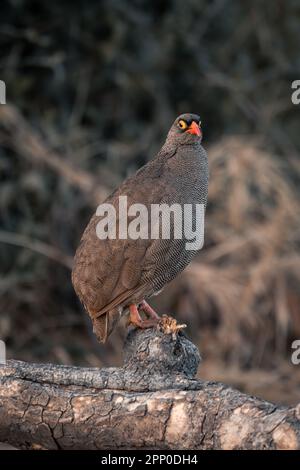 Survolailles à bec rouge sur le journal tournant vers l'appareil photo Banque D'Images