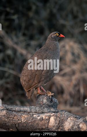 Profil de la volaille à bec rouge sur le journal des morts Banque D'Images