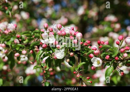 La pomme fleurira sur une branche dans le jardin de printemps par temps ensoleillé. Boutons roses et fleurs avec feuilles vertes Banque D'Images