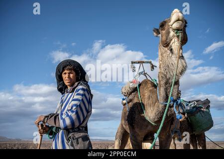 Herder dromadaire dans le désert. Banque D'Images