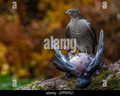 Une femelle eurasienne sparrowhawk (Accipiter nisus) avec sa proie Banque D'Images