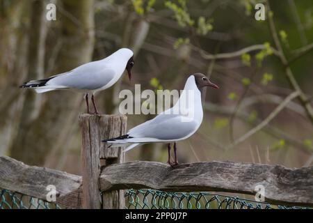 Goélands à tête noire Larus ridibundus, tête brun chocolat foncé (fin du printemps) bec rouge foncé et jambes plumage gris avec extrémités d'ailes noires perchées sur la clôture Banque D'Images