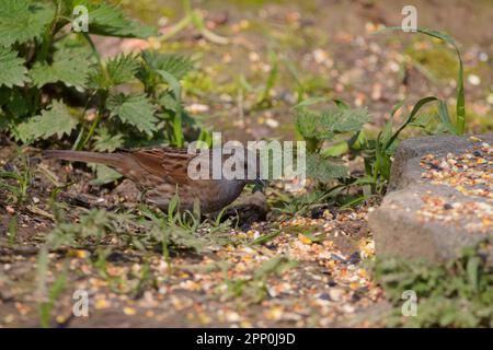 Dunnock Prunella modularis, tête grise et parties inférieures de flancs brun striés dos et mince facture alias sparrow haie se nourrissant sur les graines dispersées dans la peau Banque D'Images