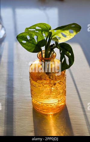 Le soleil brille à travers les feuilles d'une petite plante sur un rebord de fenêtre dans une baie fenêtre Royaume-Uni Banque D'Images