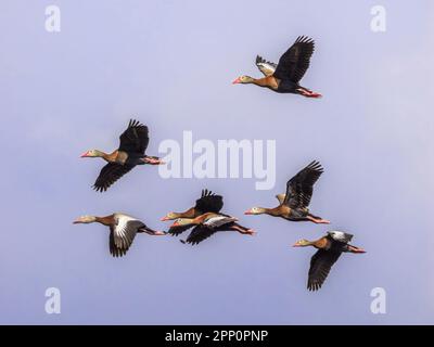 Canards siffleurs à ventre noir volant dans les terres humides de Wakodahatchee à Delray Beach, Floride, États-Unis Banque D'Images