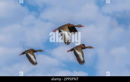 Canards siffleurs à ventre noir volant dans les terres humides de Wakodahatchee à Delray Beach, Floride, États-Unis Banque D'Images