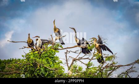 Des Anhingas femelles dans un arbre des terres humides de Wakodahatchee à Delray Beach, Floride, États-Unis Banque D'Images