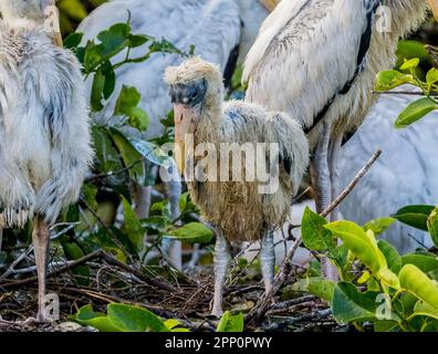 Jeunes jeunes Storks en bois dans un nid aux Wakodahatchee Wetlands à Delray Beach, Floride, États-Unis Banque D'Images