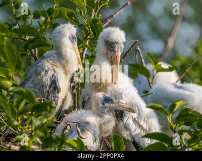 Jeunes jeunes Storks en bois juvéniles dans les terres humides de Wakodahatchee à Delray Beach, Floride, États-Unis Banque D'Images